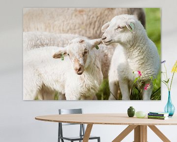 Lamb by Adri Rovers
