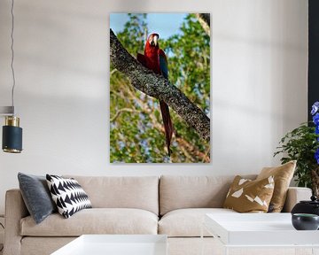 Papagei im Baum von Christiaan Van Den Berg