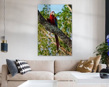 perroquet dans l'arbre