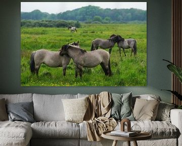 Konikpaarden in natuurgebied van Dirk van Egmond