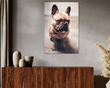 Frenchie by Tom Hermans