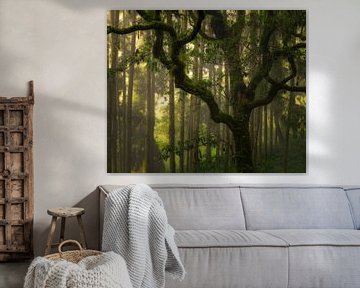 Beautiful whimsical tree against the otherwise straight trees on a beautiful misty day in Alishan fo by Jos Pannekoek