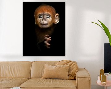 Bébé singe Langur sur Patrick van Bakkum