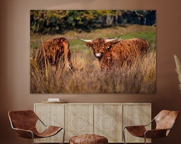 Two Scottish Highlanders sniffing around by Bas Fransen