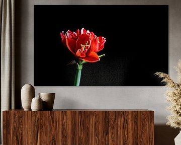 one single red amaryllis on a black background with space left by ChrisWillemsen