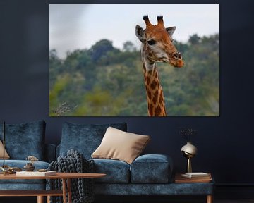 Giraffe in kleur van Dustin Musch
