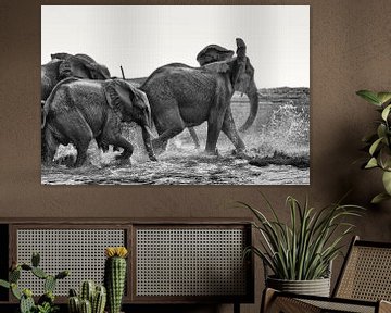Afrikaans olifanten (Loxodonta-africana) drinken en spelen in het water van Tjeerd Kruse
