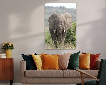 elephant in africa by Christiaan Van Den Berg