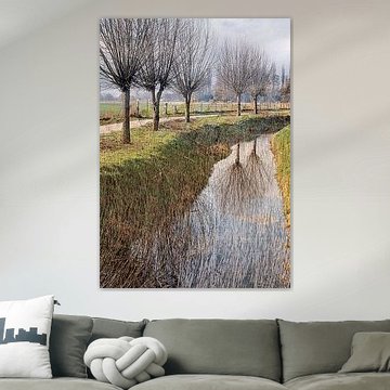 Pollard willows along the ditch by Anita Snik-Broeken