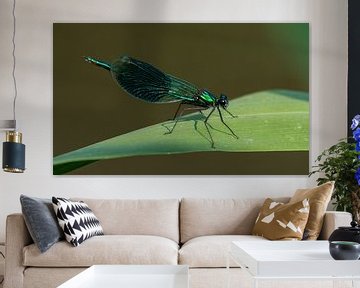 CALOPTERYX SPLENDENS sur Menno Selles