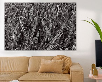 Wheatfield in black and white by Hans Kwaspen