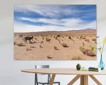 Des lamas dans le désert sur Merijn Geurts