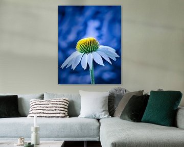 Sonnenhut-Echinacea von Wim van Beelen