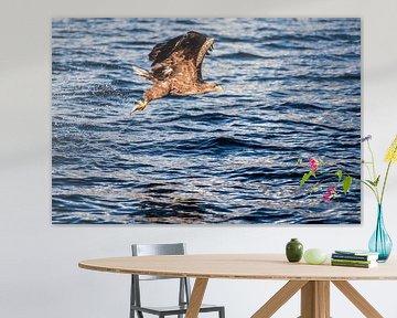 Seeadler mit fangfrischem Fisch von Ken Costers