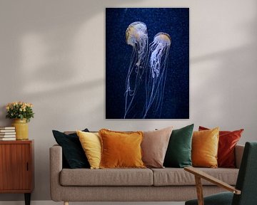 Dancing jellyfish by Jon Geypen