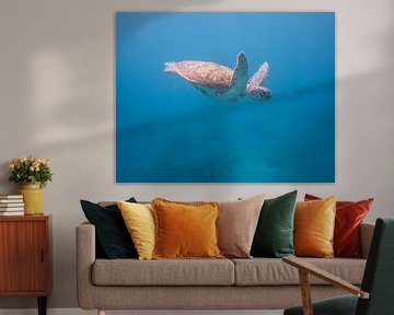 Zeeschildpad van Jon Geypen