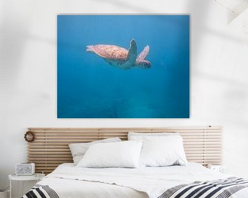 Sea turtle by Jon Geypen