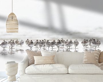 Sanderlings by Judith Borremans Natuurfotografie