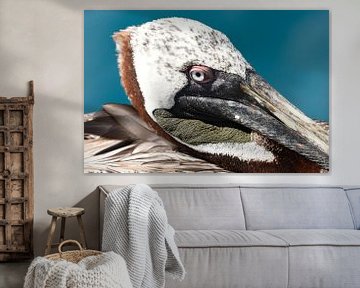 Portrait of a brown pelican by Frank Heinen