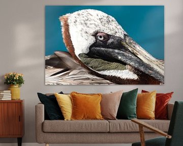 Portret van een bruine pelikaan