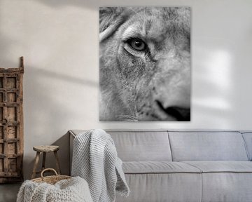 schwarz-weiß Nahaufnahme Lioness von Patrick van Bakkum