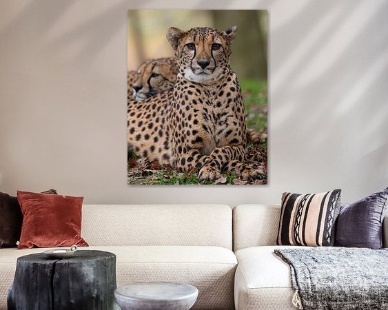 Aperçu de la chambre