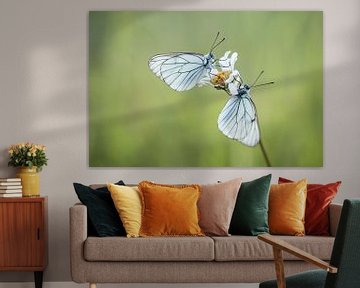 Large veined white butterflies by Esther Ehren