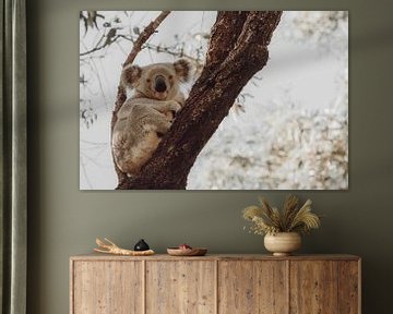 Koala rustend in de eucalyptus boom II van Geke Woudstra