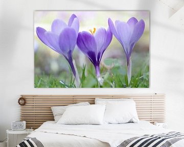 Purple Crocuses by Connie de Graaf