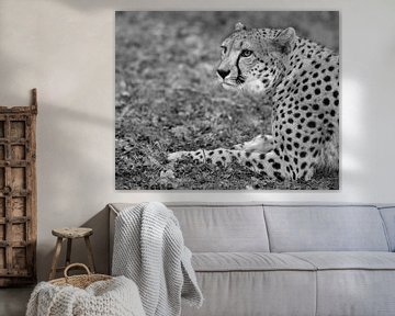 Dieser Cheetah behält alles genau im Auge. von Patrick van Bakkum