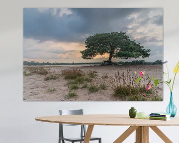 Dunes de Soest sur Jeroen de Jongh