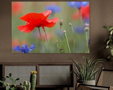 Poppy power