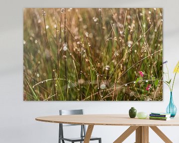 Regendruppels in het hoge gras van Dieuwertje Hurkmans