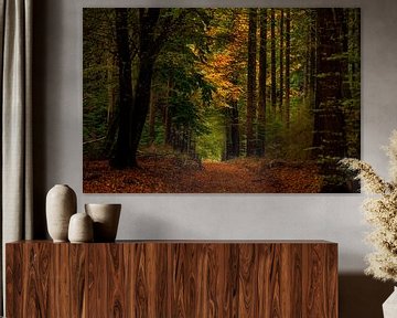 Autumn in the forest by Marc Smits