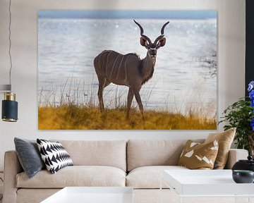 Greater Kudu, Strepsiceros by Jan Schuler
