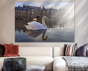 white swan on the Hofvijver in The Hague by gaps photography