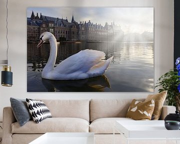 white swan on the Hofvijver in The Hague by gaps photography