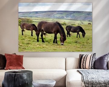 wilde Exmoor Ponys von Jürgen Wiesler