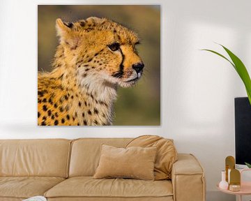 Aussi vite qu'un Cheeta sur Linda van der Steen