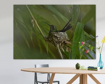 Kolibri auf Nest von Dick Blommers