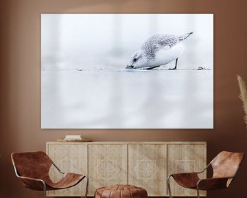 Sanderling by Stijn Smits