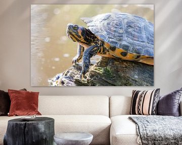 Turtle by Lindy Hageman
