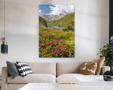 Mountain landscape "Alpine roses at the Giglachsee" by Coen Weesjes