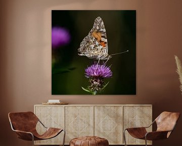 Butterfly on flower by Fokko Erhart