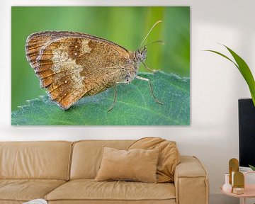 Bruine vlinder op blad van Fokko Erhart