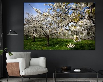 Cerisiers en pleine floraison sur Jürgen Wiesler