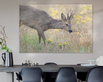 Roe deer by Mark van der Walle