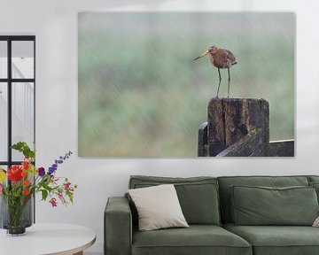 Black-tailed Godwit by Mark van der Walle