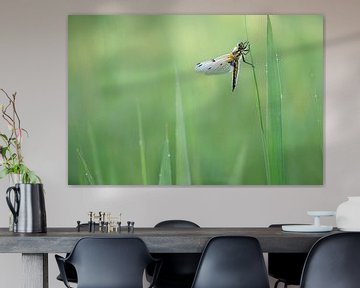 Four-spotted Skimmer by Mark van der Walle