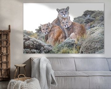 Puma-Familie von Lennart Verheuvel